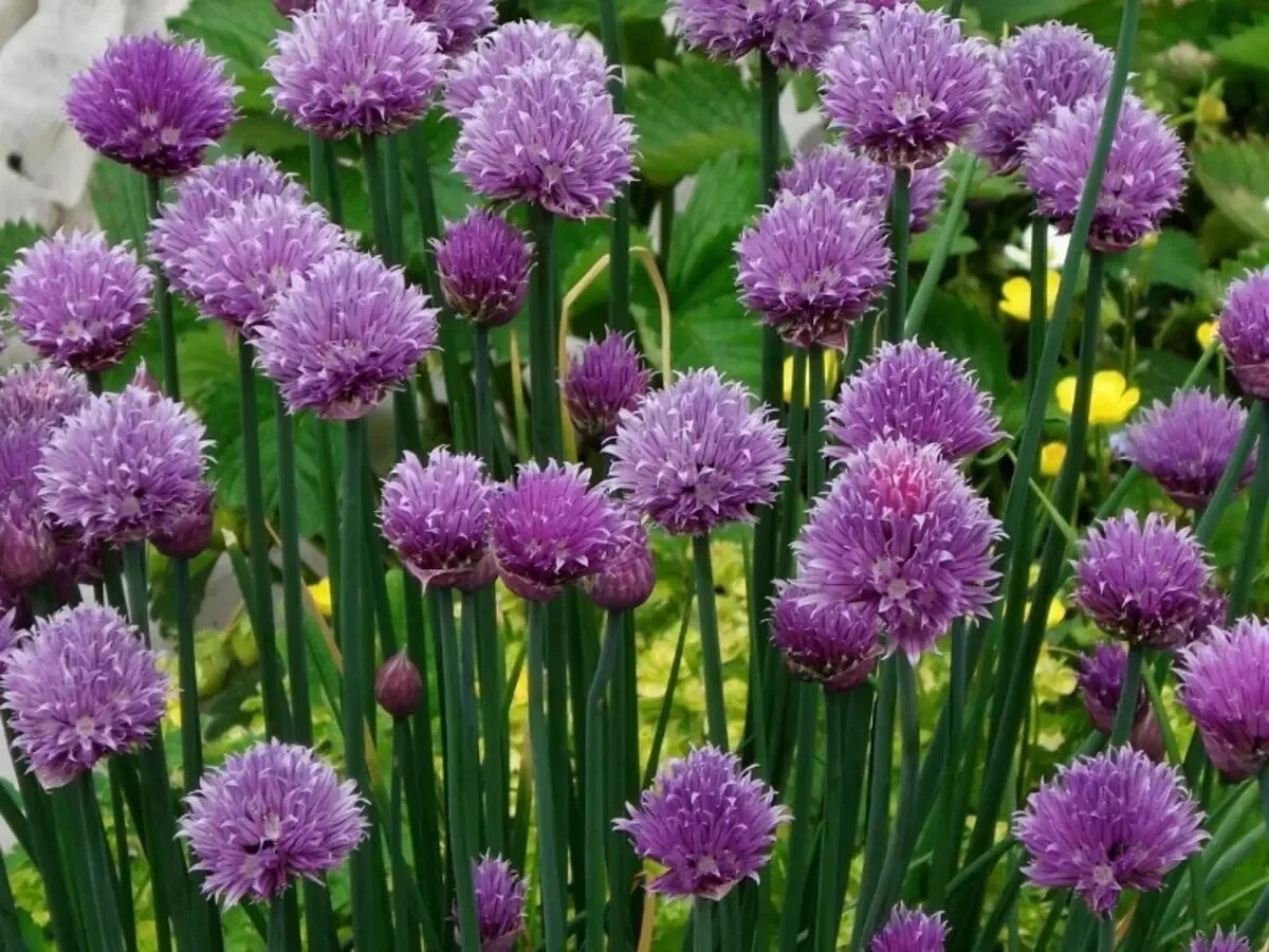 Дикий лук название. Лук шнитт (Allium schoenoprasum). Allium schoenoprasum лук скорода. Лук шнитт медонос. Лук резанец (Allium schoenoprasum).