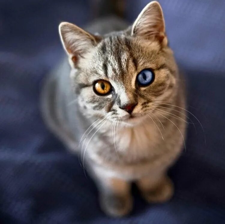 Другая порода кошек. Гетерохромия глаз у кошек. Красивые кошечки. Красивые коты. Красивый кот.