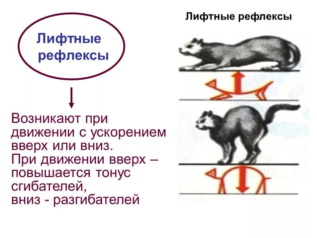 Лифтные рефлексы. Рефлекс лифта. Лифтные рефлексы физиология. Статокинетические рефлексы лифтные. Рефлексы замыкаются