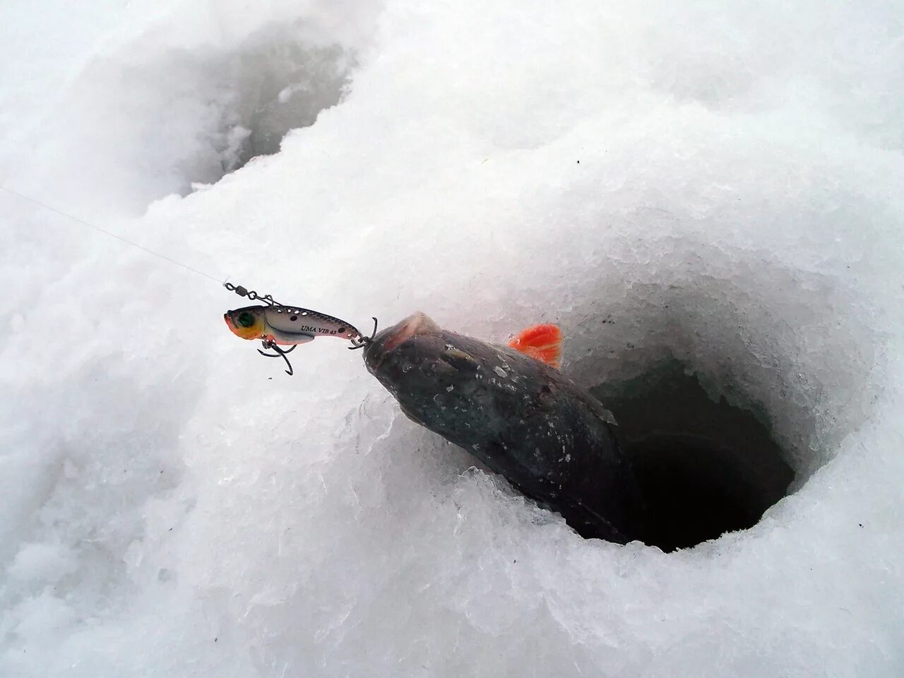 Цикады для рыбалки на окуня. Зимняя приманка цикада на окуня. Sprut. Уловистая цикада на окуня. Цикада на окуня зимой.