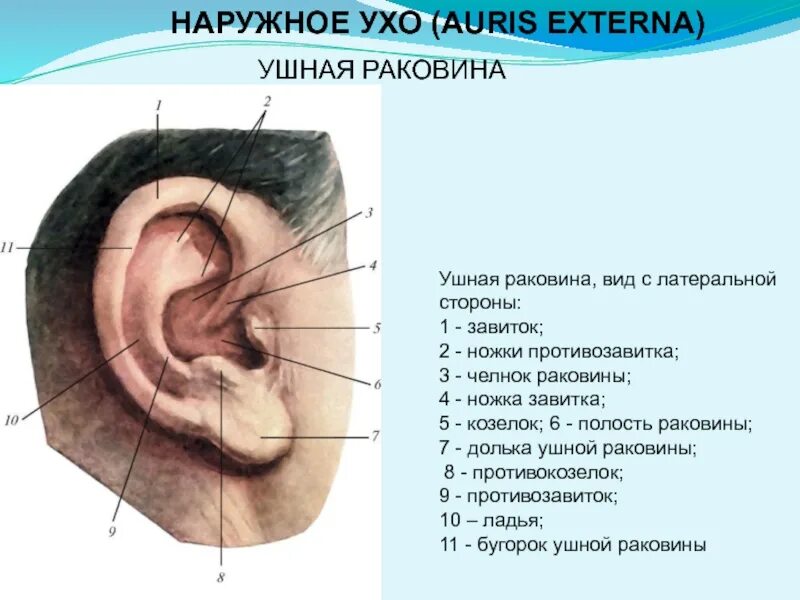 Почему назвали уха. Завиток противозавиток козелок противокозелок уха. Ухо анатомия завиток противозавиток. Ушная раковина анатомия. Наружное ухо ушная раковина.