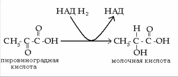 Кислоты восстанавливаются до. Реакция восстановления пировиноградной кислоты. Молочная кислота и пировиноградная кислота. ПВК пировиноградная кислота. Пировиноградная кислота в молочную кислоту.