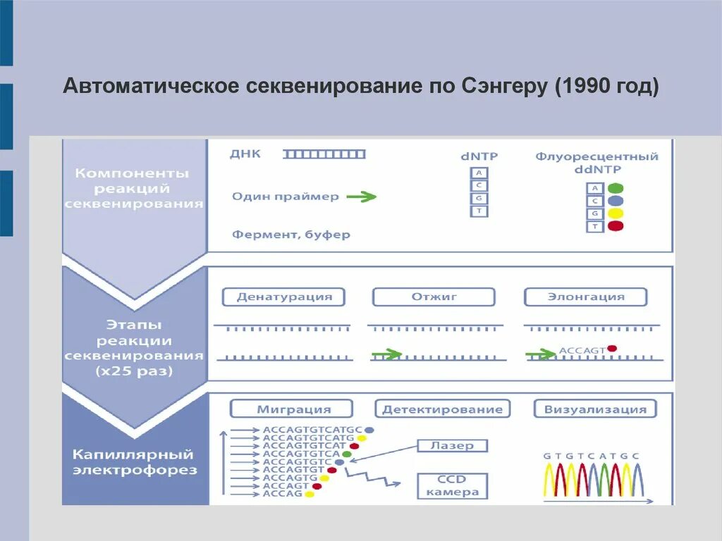 Экзомное секвенирование. Секвенирование по сэнгеру. презентация секвенирование по сэнгеру. секвенирование по сэнгеру схема. стоимость секвенирования по сэнгеру.
