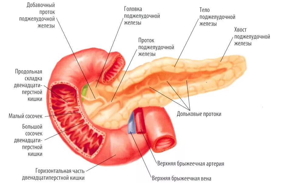 Панкреатит головка. Строение поджелудочной железы анатомия. Анатомическое строение поджелудочной железы. Анатомическая структура желудочной железы. Строение головки поджелудочной железы.