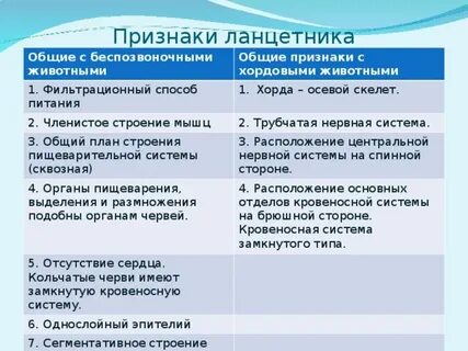 Строение покровов тела у ланцетников
