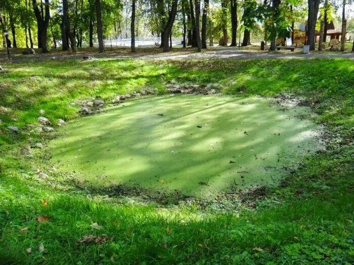 Пруд болото Марьина роща. Город Руза озера. Озеро на Городке Руза. Руза парк.