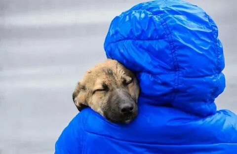 Оказание помощи животным