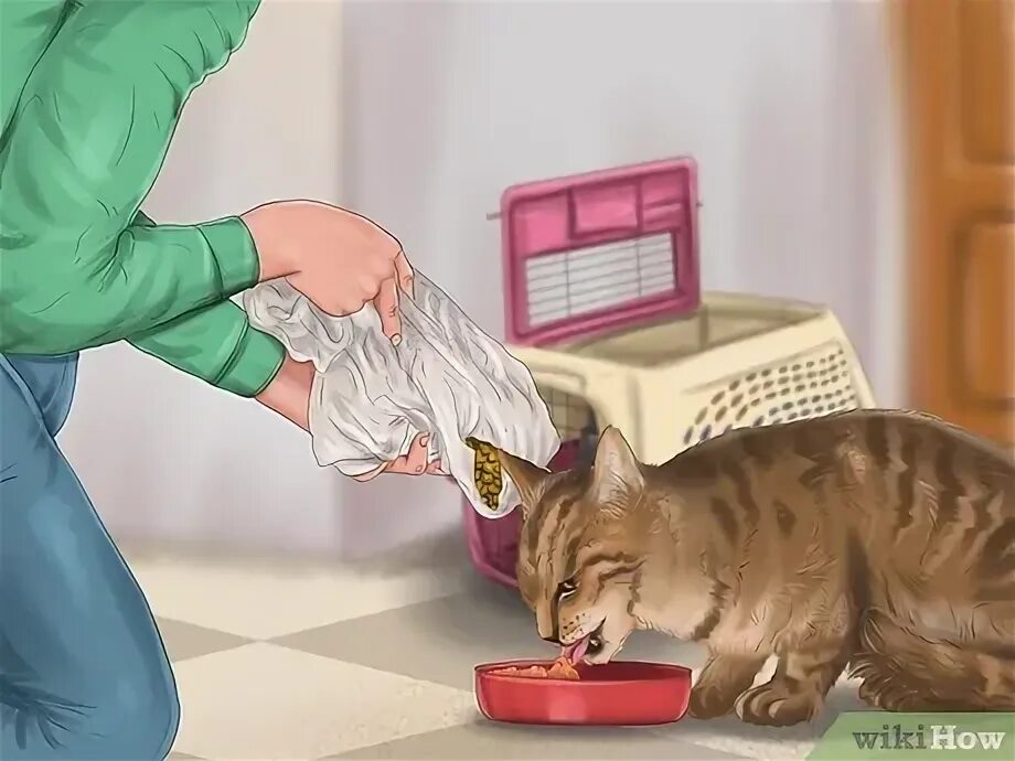 Feed your cat. Feed the cat picture. feed the cat picture for kids. feed the cat picture game.