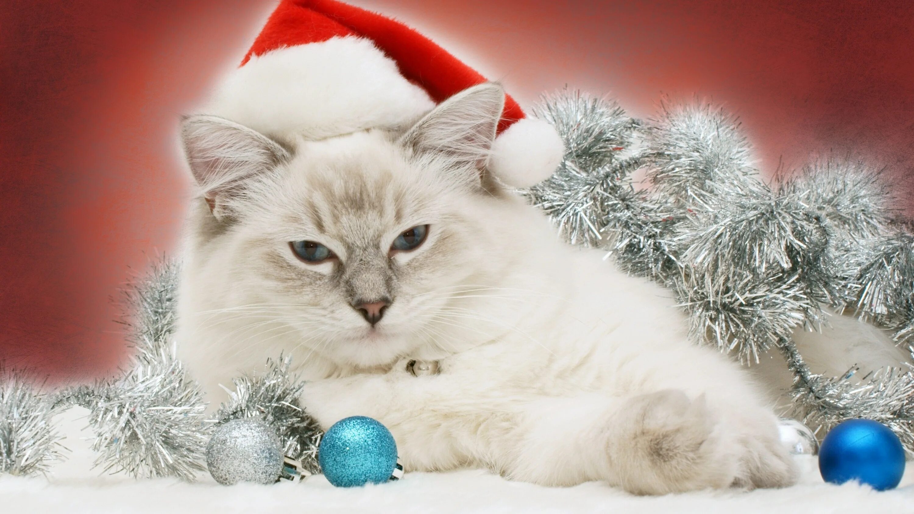 Кот празднует новый год. Новогодний кот. новогодние котята. новогодняя кошечка.