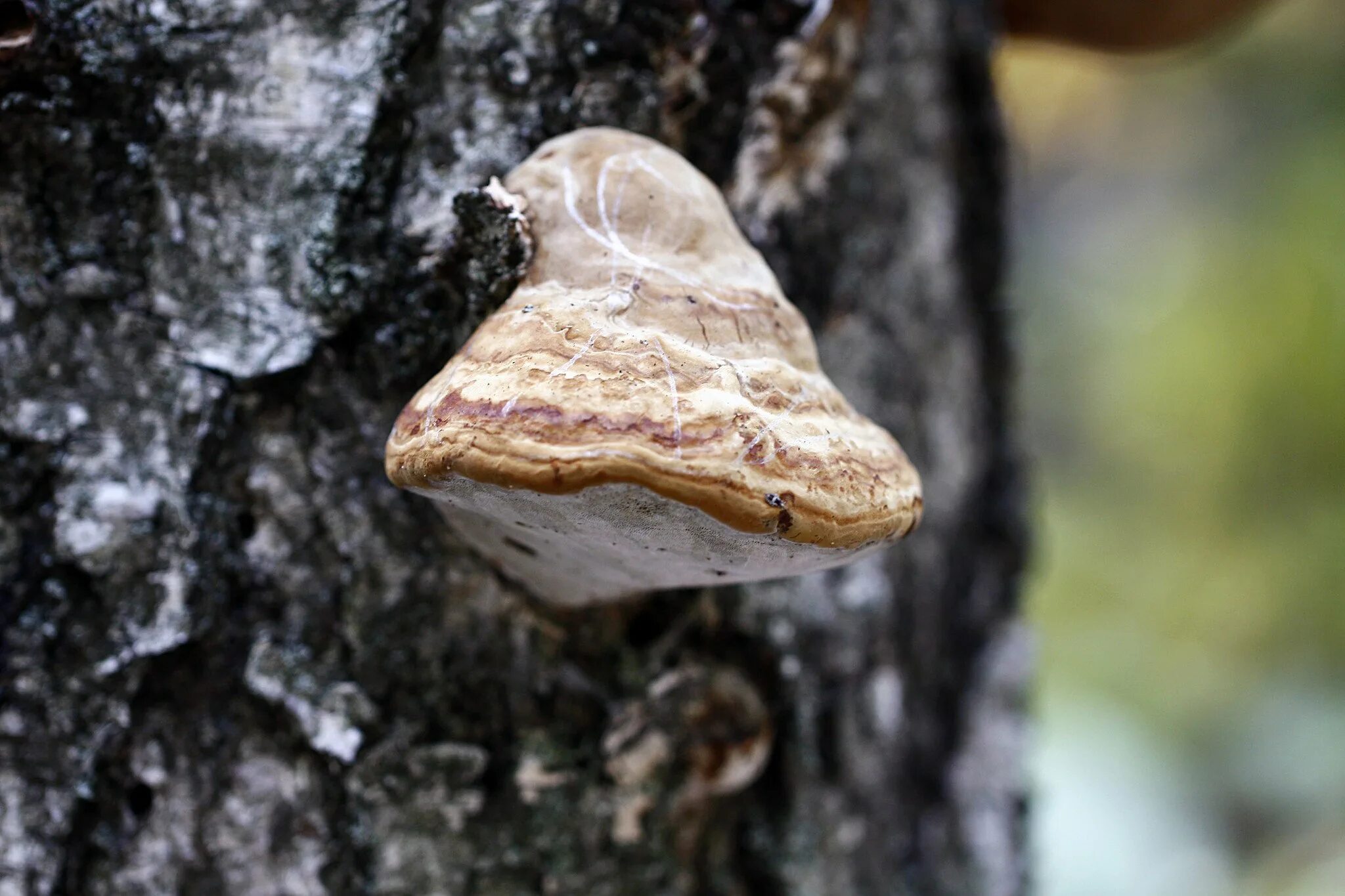 Трутовики вред. Трутовик настоящий fomes fomentarius. Трутовик обыкновенный fomes fomentarius. Гриб трутовик березовый. Гриб трутовик на Березе.