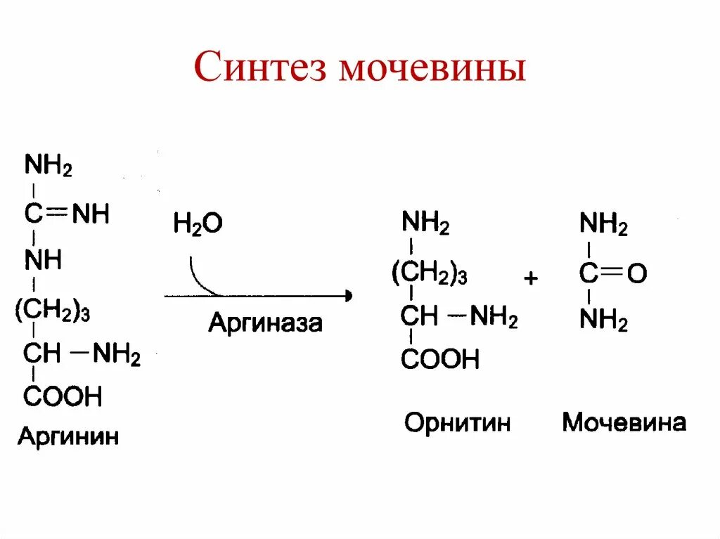Синтез мочевины: схема реакций. Мочевина окисление. Мочевина окисление. Карбамоилфосфат синтетаза 2. Схема синтеза мочевины.