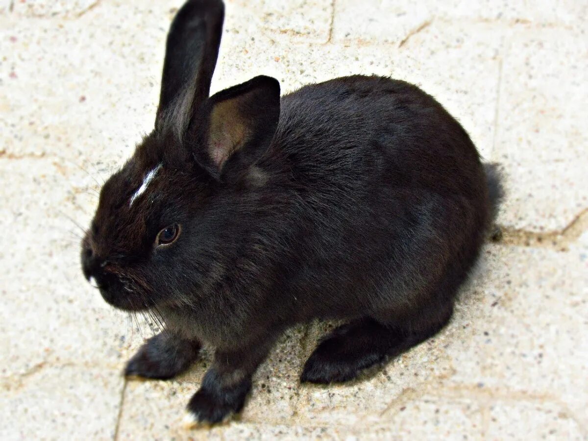 Черный кролик на английском. Новозеландский кролик черный. Львиноголовый кролик черный. Гладкошёрстный карликовый чёрный кролик. Черный декоративный кролик.