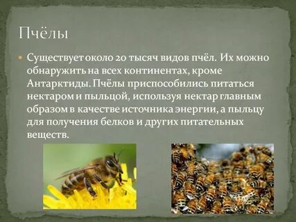 Разновидности пчел