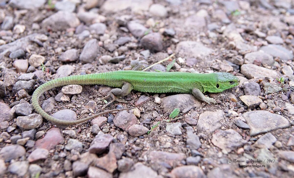 Известно что ящерица прыткая. Прыткая ящерица Lacerta Agilis. Ящерица прыткая (Lacerta Agilis Linnaeus). Ящерица прыткая (лат. Lacerta Agilis).