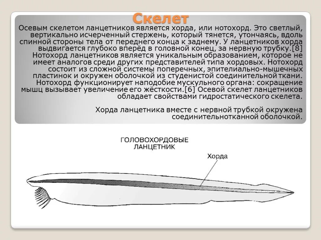 Внутренний скелет ланцетника. Осевой скелет ланцетника. Хорда ланцетника. Вдоль спинной стороны тела ланцетника.