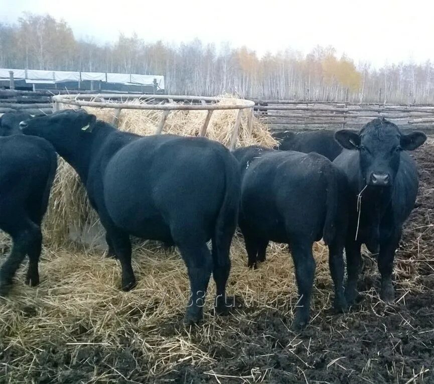 Авито кбр бычки. Племенной скот абердин-ангусской породы. бычки мясной породы абердин ангус. абердин-ангусская порода вес. откорм бычков абердин ангусской породы.