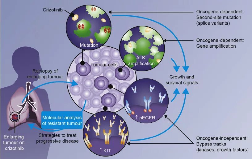 Кризотиниб. Кризотиниб механизм действия. Ген alk. Ингибиторы alk. Кризотиниб поколение.