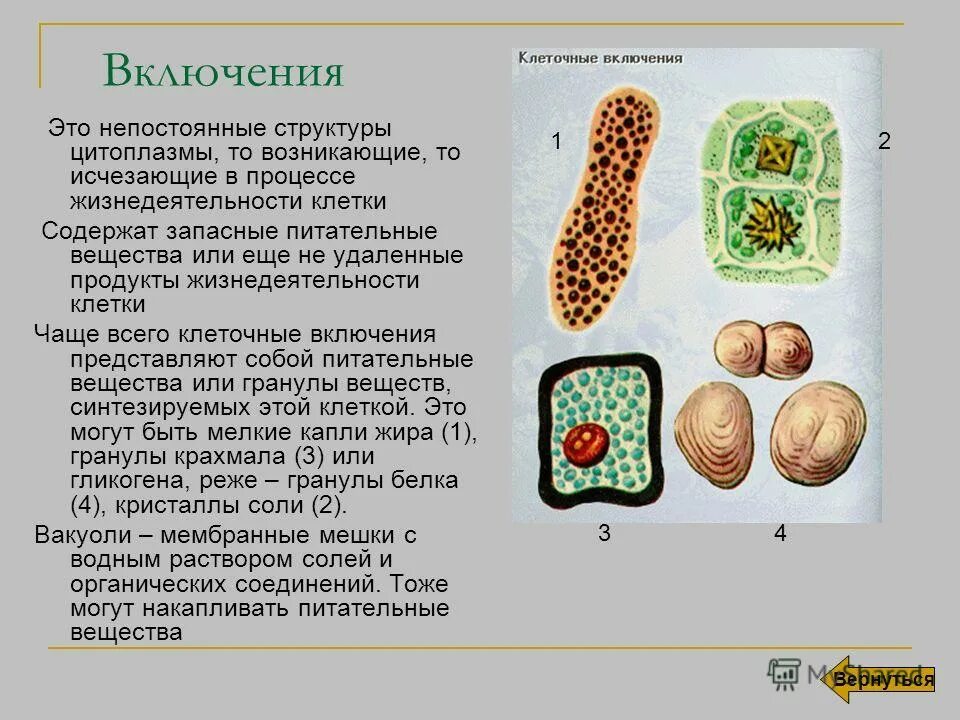 Какой основной компонент содержится в цитоплазме. Включения клетки строение и функции. Цитоплазматические включения классификация. Включения растительной клетки функции. Включения - непостоянные структуры цитоплазмы.