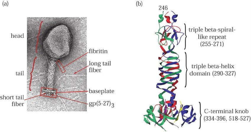 Альфа спираль и бета структура белка. Вторичная структура белков бета структура. Альфа спираль вторичной структуры белка. Альфа спираль и бета структура. Бета спираль вторичной структуры белка.