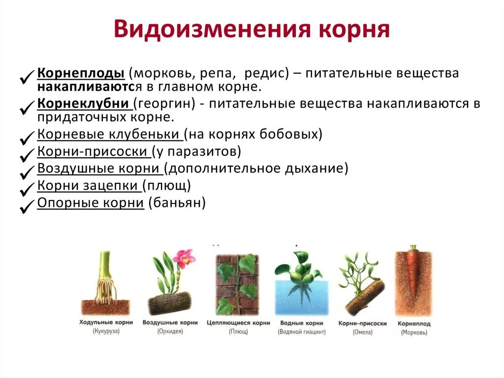 Видоизменения корня таблица с примерами. Биология 6 таблица видоизменения корня. Видоизменение корня таблица 6 класс биология. Что относится к видоизмененным корням биология 6