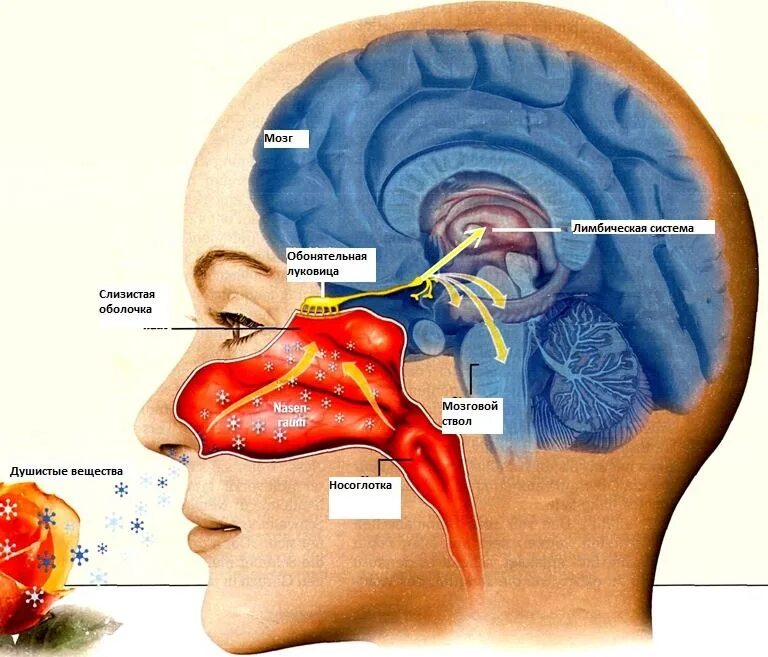 Обонятельный анализатор мозг. Обонятельный анализатор механизм восприятия запахов. Лимбическая система и обоняние. Обоняние мозг. Обонятельная память