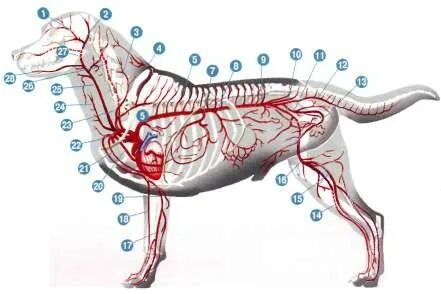 Кровеносная система собаки анатомия. Иннервация хвоста у собаки. Сонная артерия у собаки анатомия. Сердце собаки расположено