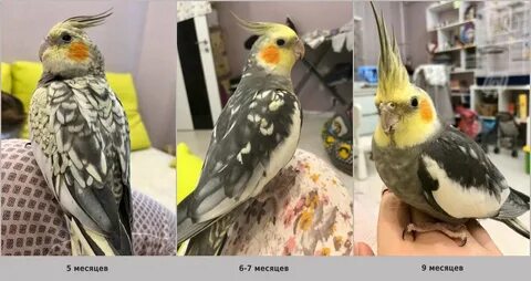 Как определить самку корелла