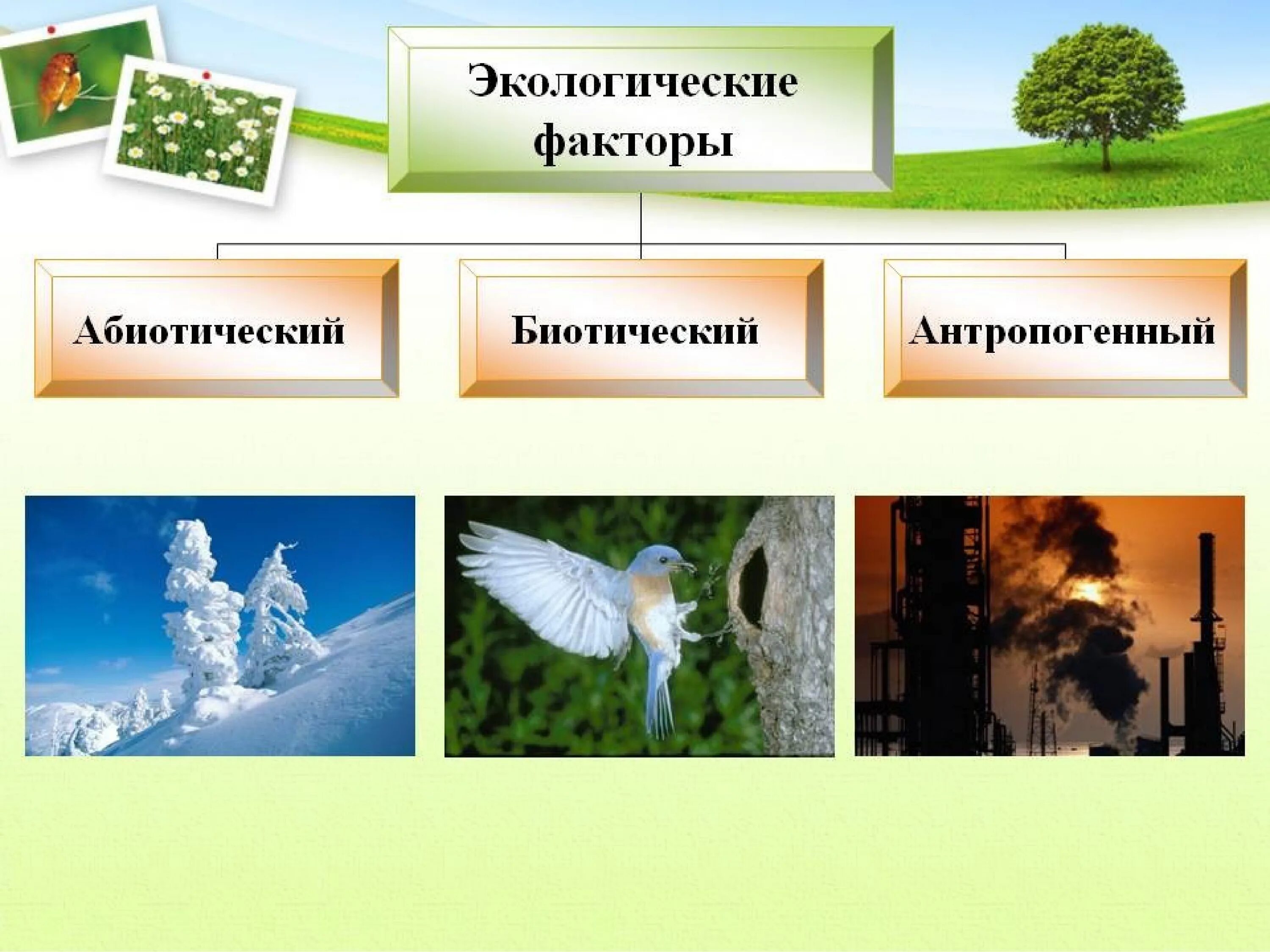 Что такое экологические факторы 5 класс. Абиотические факторы окружающей среды. Экологические факторы среды. Этологические факторы. Экологические факторы это в биологии.