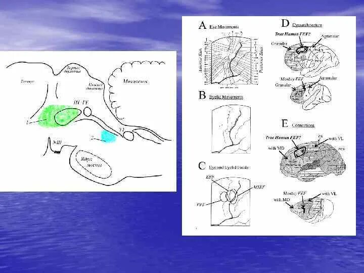 Ориентировочный рефлекс пример. Ориентировочный рефлекс схема. Ориентировочный рефлекс схема. Рефлекторная дуга ориентировочного рефлекса. Схема формирования условного рефлекса анохина.
