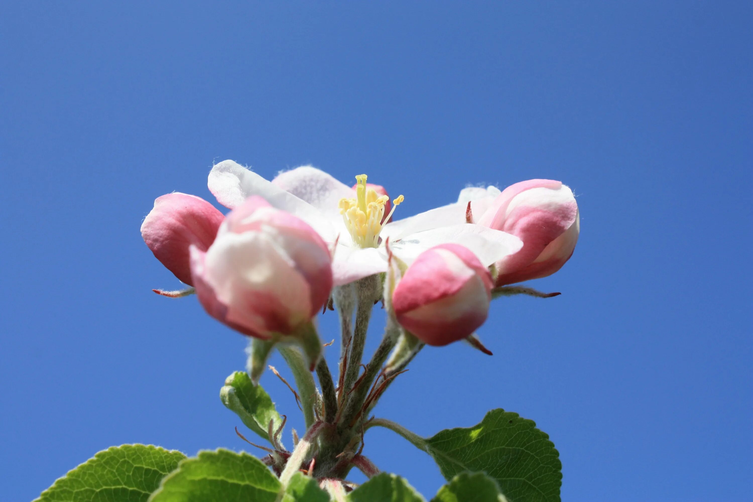 Розовый бутон у деревьев. Яблоневый цвет (Apple Blossom). Чашелистик яблони. Apple Blossom (Эппл блоссом)плетистая.