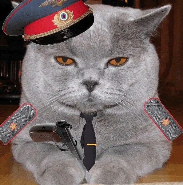 С днем полиции кот. Кот милиционер. кот мент. кошка полицейский. кот в военной фуражке.