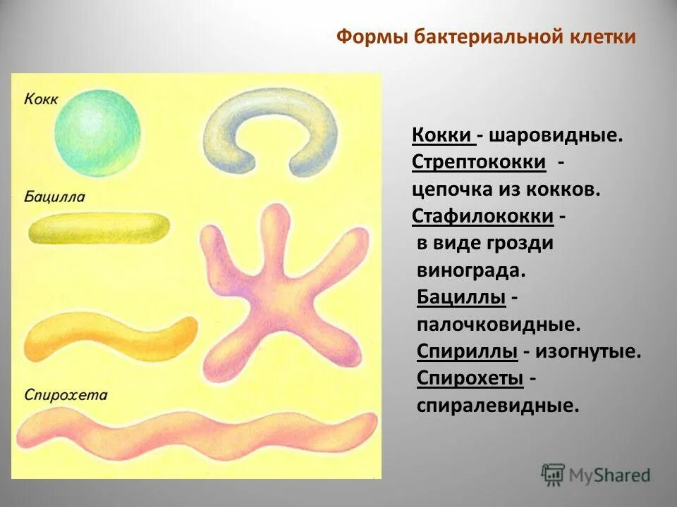 Формы бактериальных клеток кокки. Формы бактериальных клеток спирохеты. Формы бактерий кокки бациллы. Формы клеток бактерий кокки. Виды бактерий 7 класс биология