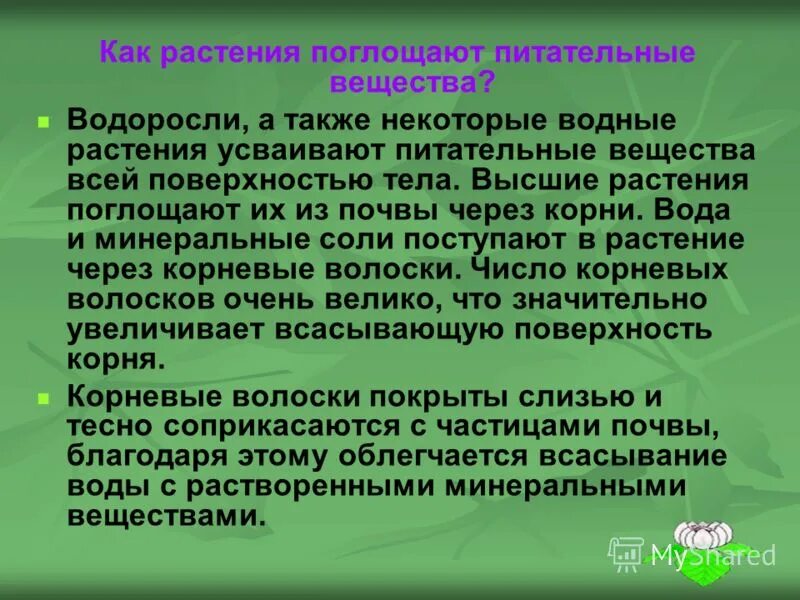 Питание растворенными минеральными веществами. Питательные вещества для растений. Как растения поглощают питательные вещества. Высшие растения усваивают вещества. Какие вещества поглощает растение через корень.