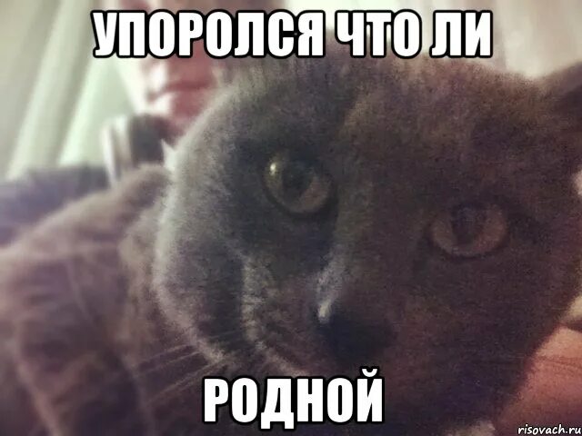 Hots мемы. утро не задалось картинки. о чем говорят все эти люди мем. как правильно сказать садитесь или присаживайтесь. вроде мем.