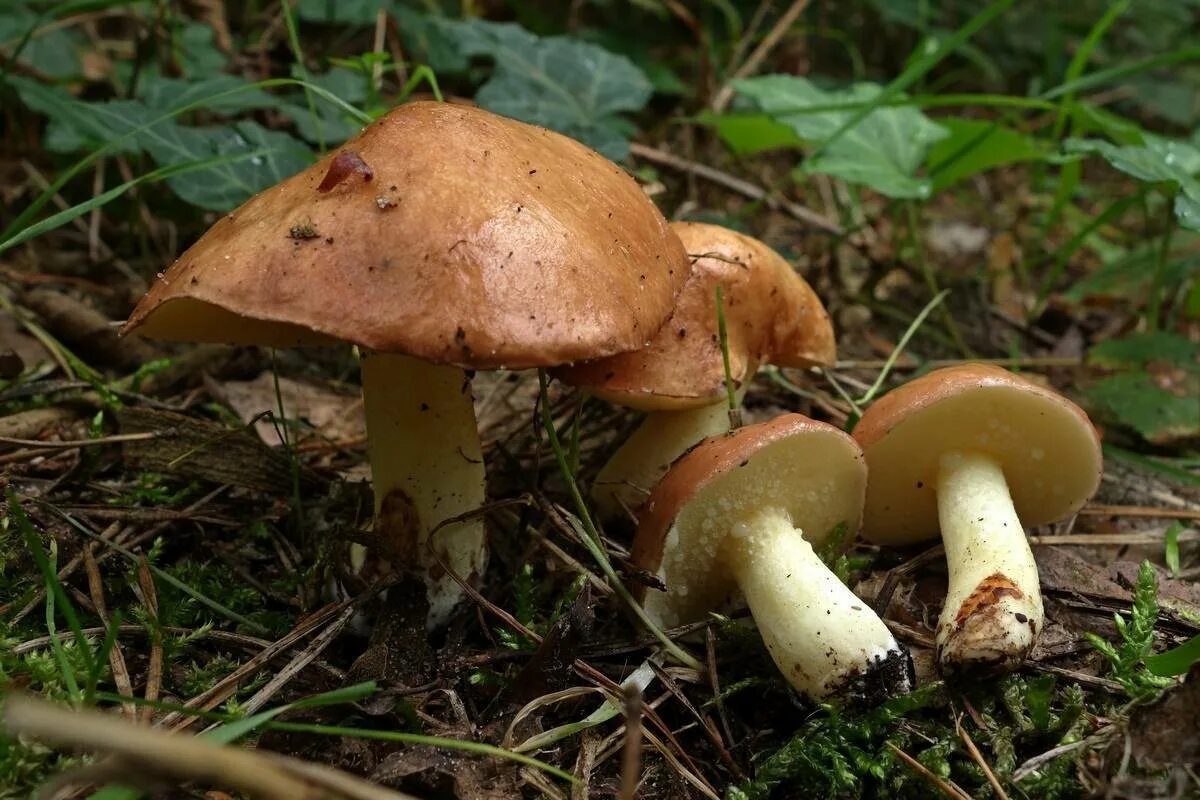 Грибы маслята фото и описание. Маслёнок обыкновенный (suillus luteus). Съедобные грибы маслята. Маслёнок гриб съедобный. Съедобные грибы маслята.