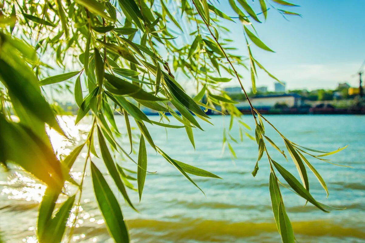ветка плакучей ивы. ветка ивы. ветви ивы. плакучая ива у озера. фотообои ветки ивы.