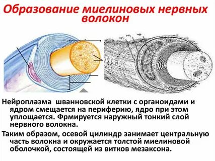 Образуют волокна