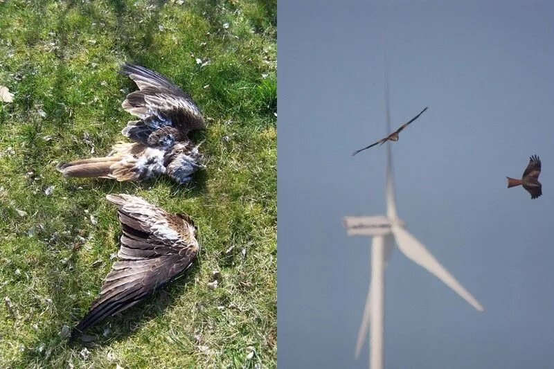 Ветрогенератор и птицы. Wind Turbines Killing Birds. Wind Turbine and Birds. Bird Strike Wind Turbine. Birds killing