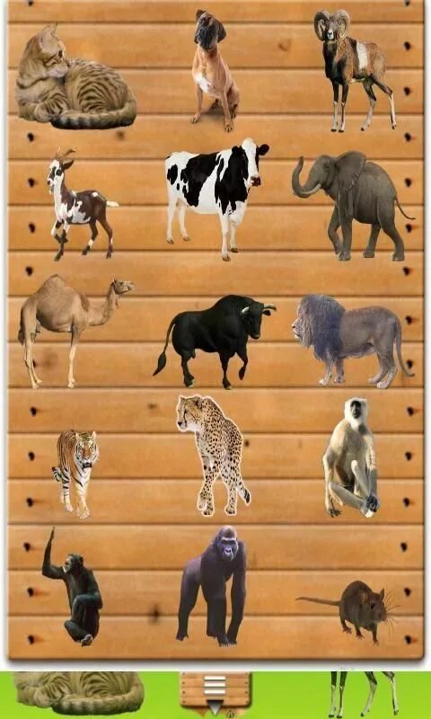Инфопласт Pets animals. Pets animals разница. Wild animals Chart Print. Wild animals Worksheets for Kids matching.