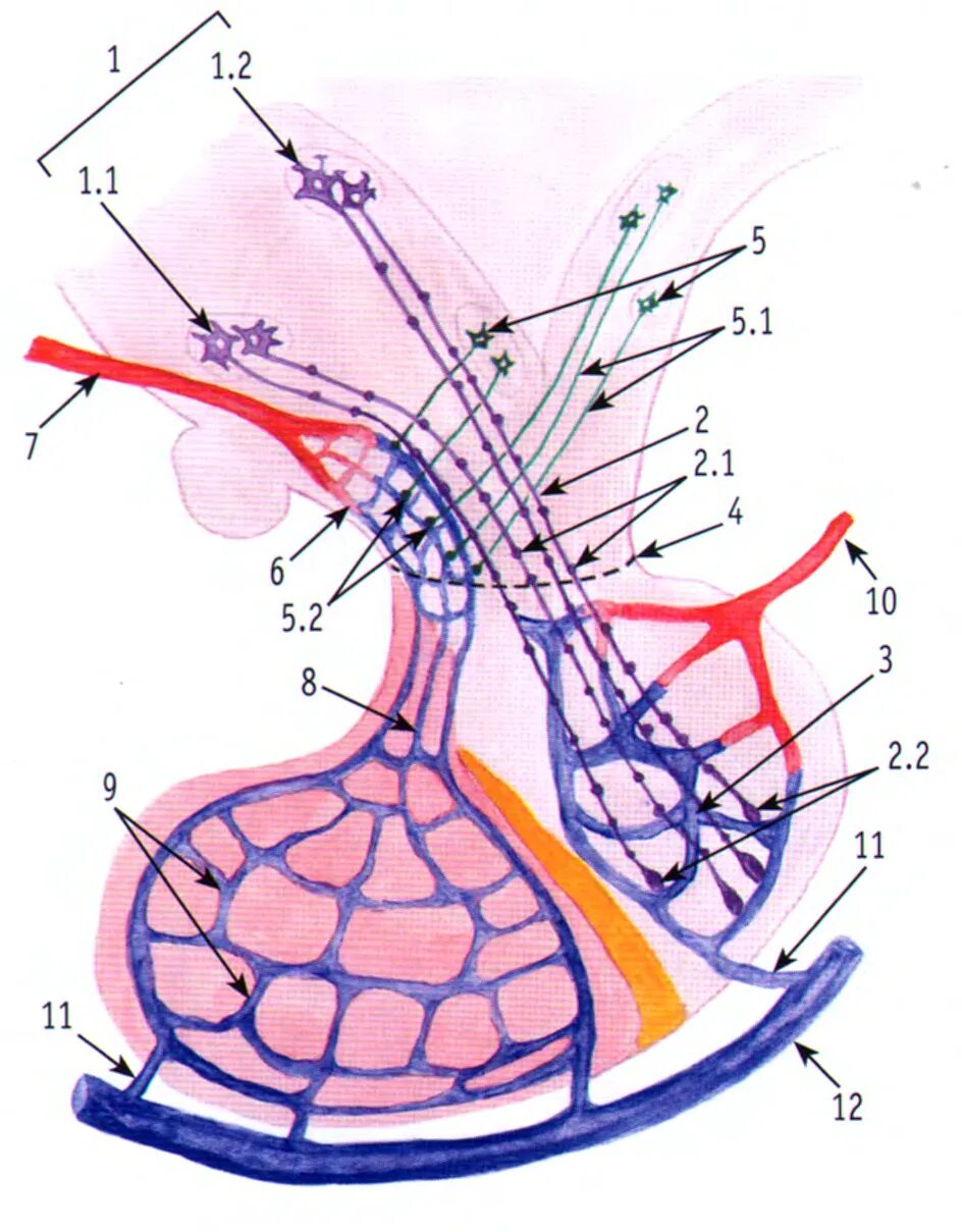 Нейрогемальные органы гистология. Вентральный и дорсальный. Нейрогемальные органы. Гипоталамо-аденогипофизарная система гистология. Гипоталамо гипофизарная система гистология рисунок.