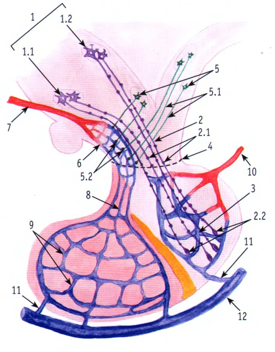 Гипоталамо гипофизарная система гистология рисунок. Схема гипоталамо гипофизарная система схема. Схема гипоталамо-гипофизарной нейросекреторной системы. Гипоталамо-гипофизарная система схема гистология. Гипофиза гипоталамо гипофизарная система