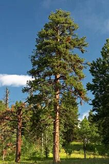 Стоит сосна