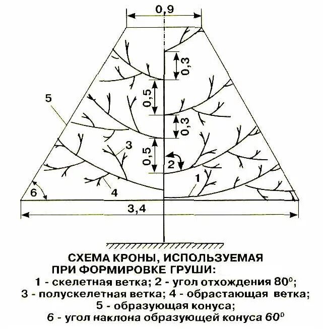 Обрезка груши весной 5 лет. Схема обрезки груши. Схема обрезки груши 5 лет. Обрезка груши осенью. Схема обрезки груши весной по годам.