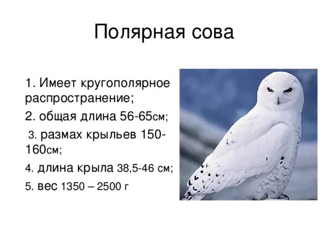 Сколько лет живут совы. Рассказ про белую полярную сову. Полярная Сова интересные факты. Белая Сова описание. Полярная Сова описание.