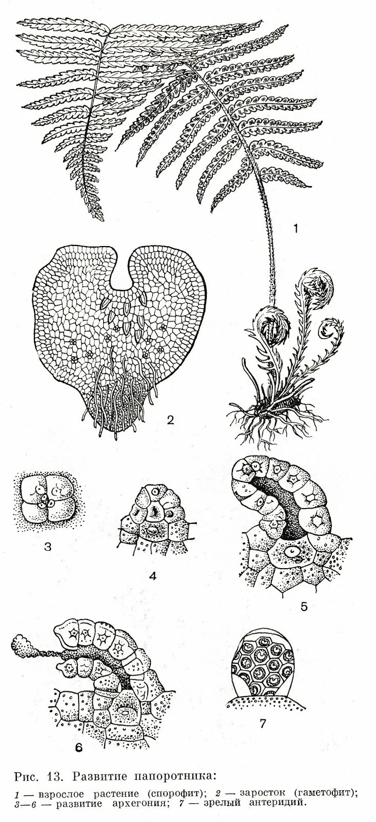 Папоротниковидные спорофит. Заросток орляка. Гаметофит щитовника. Гаметофит папоротника структура. Строение гаметофита папоротника.