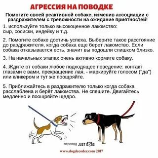 Дисплазия тазобедренных суставов у собак. Что делать когда собака лает. Собака не видит причина. Собаки для глухих. Собака тявкает.