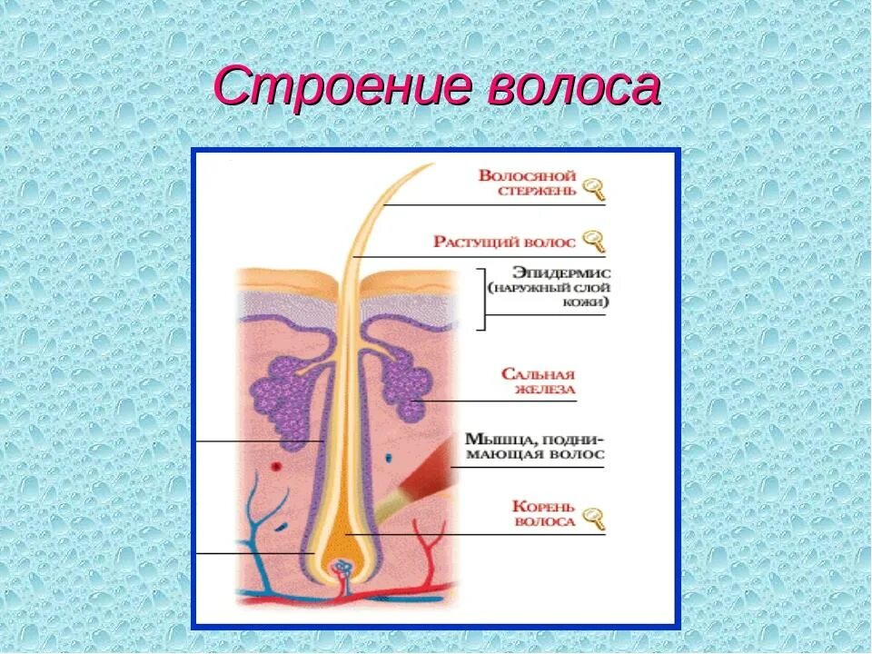 Строение корня волос кратко. Строение волоса. Строение волоса человека. Строение стержня волоса.