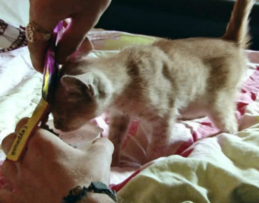 Котятами издеваются. Живодерство над котятами. Котятами издеваются. Котятами издеваются. Котятами издеваются.