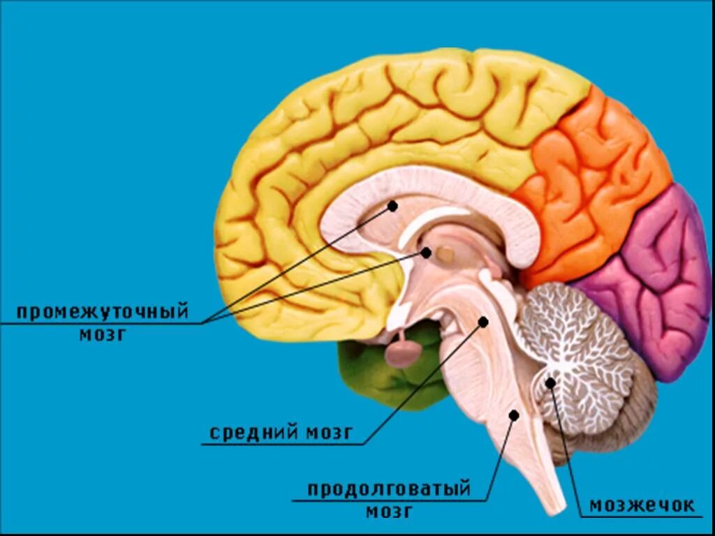 Головной мозг. Строение головного мозга. Структура головного мозга человека. Строение головного мозга человека. Головной мозг 7 класс