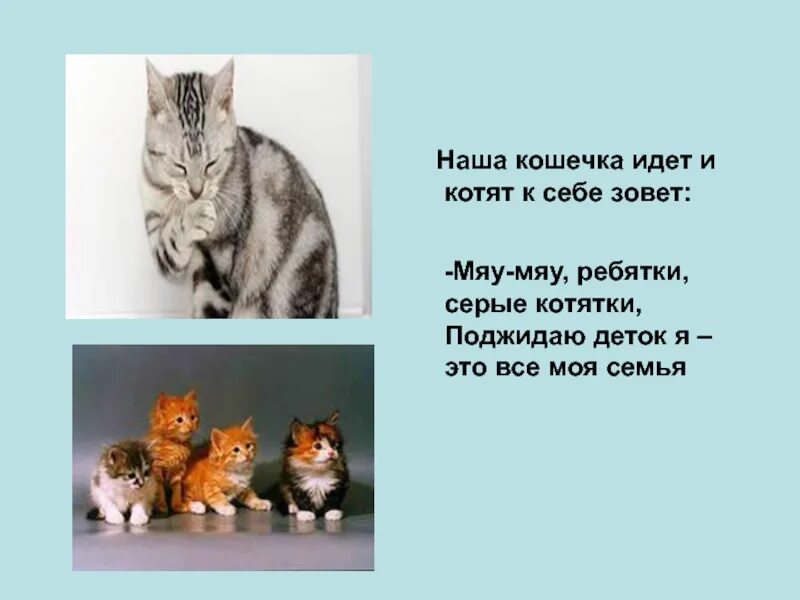 Зовут мяу. Наша кошечка. Ребятки котятки. Кошка и ее Детеныши презентация. Презентация про кошечек как зовут кошечки.